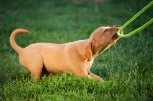 Fun in The Sun With Your Pup!