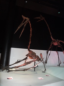 The Houston Museum of Natural Science’s Discovery Tour!