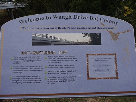 View the Waugh Drive Bats During Their Nightly Emergence!