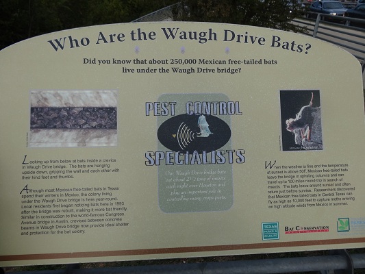 View the Waugh Drive Bats During Their Nightly Emergence! 